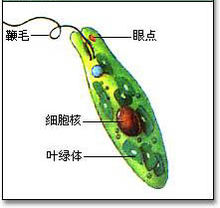 单细胞生物(由单个细胞组成的生物)