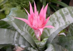 虎皮兰(百合目百合科虎尾兰属植物)