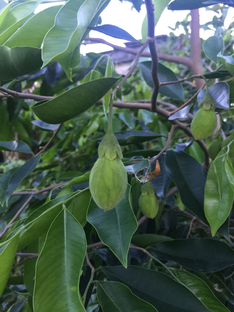 沉香树(瑞香科沉香属植物)