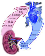 肌酐偏高(肌酐值比正常值高)