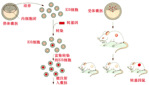 胚胎干细胞(早期胚胎或原始性腺中分离的细胞)