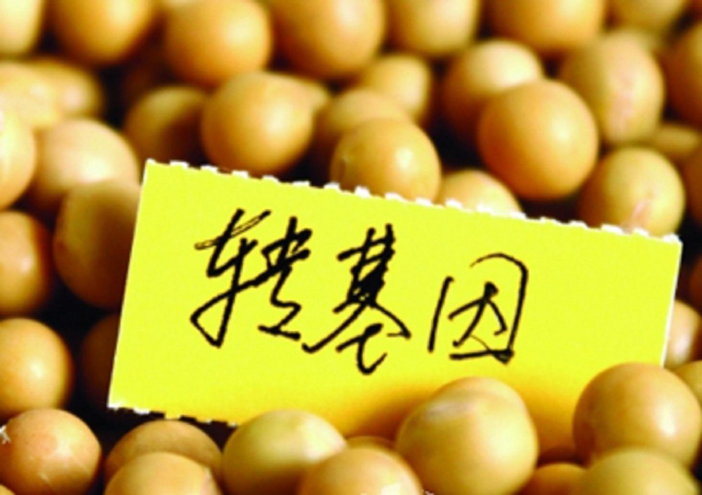 转基因食品(以转基因生物为食品或为原料加工生产的食品)