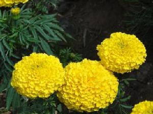 驱蚊植物(双子叶植物纲)