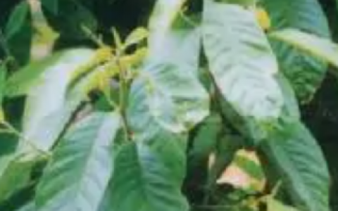 观光木(木兰科观光木属植物)