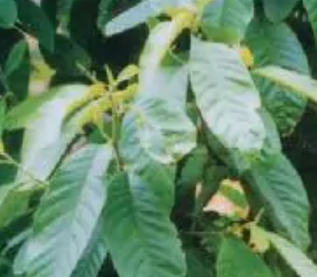 观光木(木兰科观光木属植物)