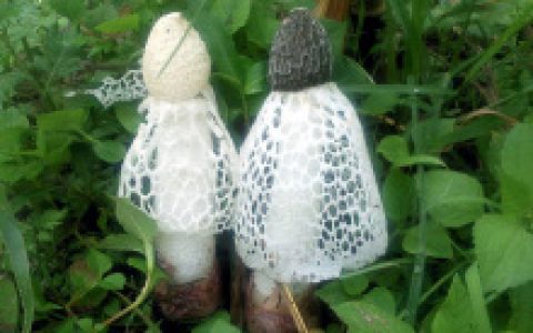 长裙竹荪(国家地理标志保护产品)