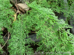 蕨类植物(孢子植物)