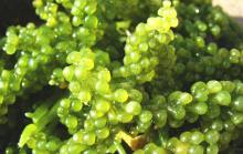 绿藻(高能量植物)