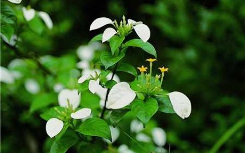 玉叶金花(玉叶金花族玉叶金花属植物)