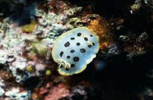 海兔(海洋生物)