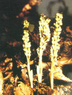 双蕊兰(兰科双蕊兰属植物)