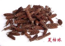 夏枯球(唇形科植物)