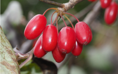 山茱萸(中药材)