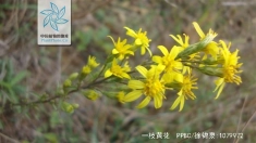 一枝黄花(菊科一枝黄花属植物)