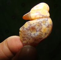 玛瑙石(具有纹带构造的玉髓)
