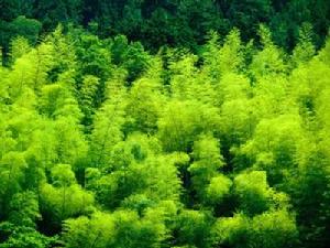 自然景观(天然景观和人为景观的自然方面的总称)