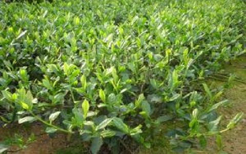 阳羡雪芽(江苏省宜兴市特产)