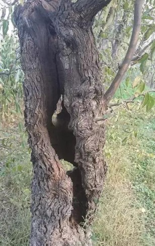 雷击木(被雷劈到的树木)