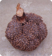 象牙果(棕榈科棕榈属植物)