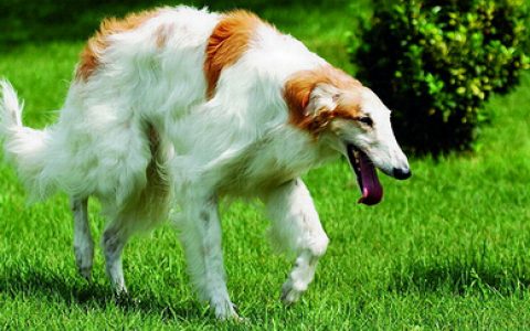 苏俄牧羊犬(短毛视觉型狩猎犬种)