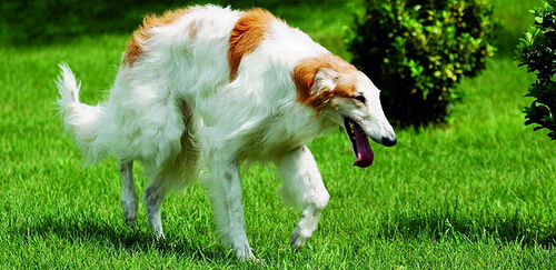 苏俄牧羊犬(短毛视觉型狩猎犬种)