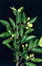 土沉香(瑞香科沉香属植物)