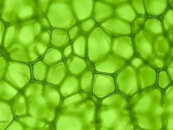 叶绿素(能进行光合作用的生物体含有的一类绿色色素)