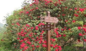 百里杜鹃风景名胜区(中国贵州省5A级旅游景区)