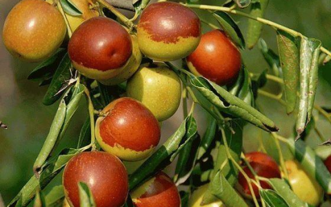 黄骅冬枣(中国国家地理标志产品)