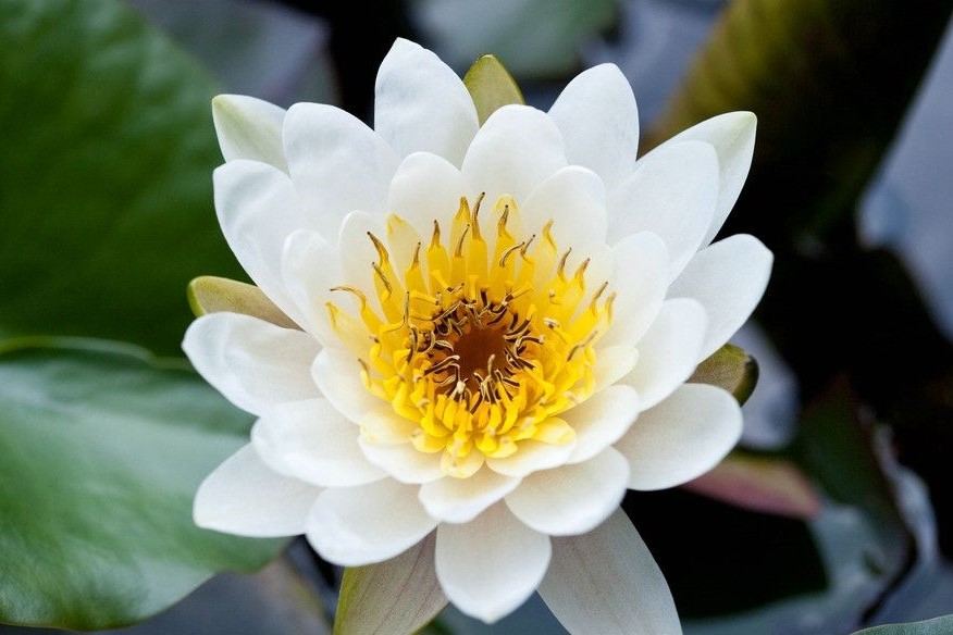 水莲花(睡莲科睡莲属植物)