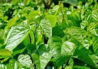 霜桑叶(草药植物)