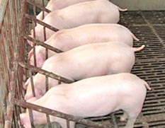 大白猪(英国品种猪)
