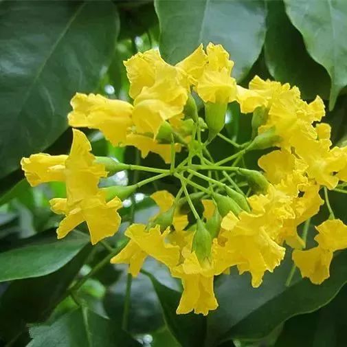 大果紫檀(蔷薇目蝶形花亚科植物)