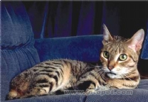 加州闪亮猫(产地美国加州的杂交猫)