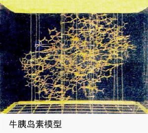 牛胰岛素(牛胰脏分泌一种调节糖代谢的蛋白质激素)