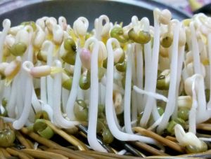 豆芽菜(菜名又称如意菜)
