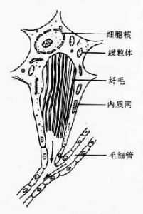 排泄系统(动物体内内循环系统)
