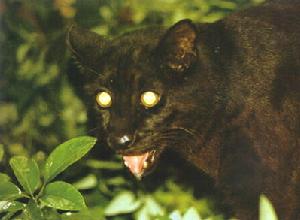 大灵猫(灵猫亚科灵猫属)