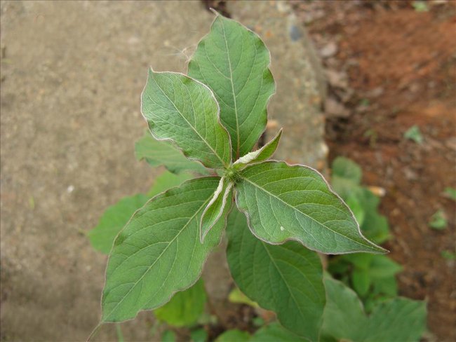 土牛膝(苋科牛膝属植物)