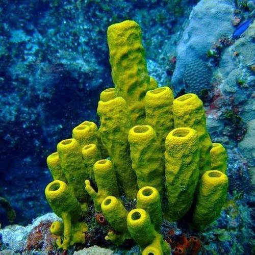 海绵动物(多孔滤食性生物体)