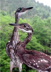 海南虎斑鳽(中型涉禽)