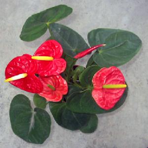 花烛(多年生常绿宿根花卉)