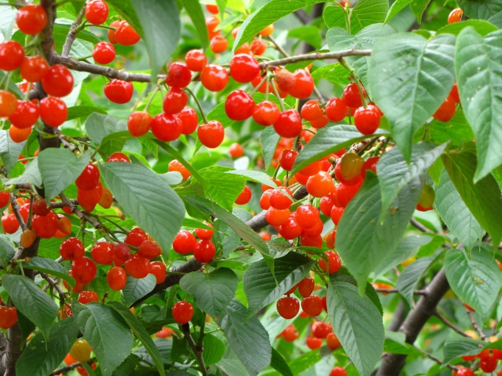 青岛樱桃节(青岛市樱桃采摘节庆活动)