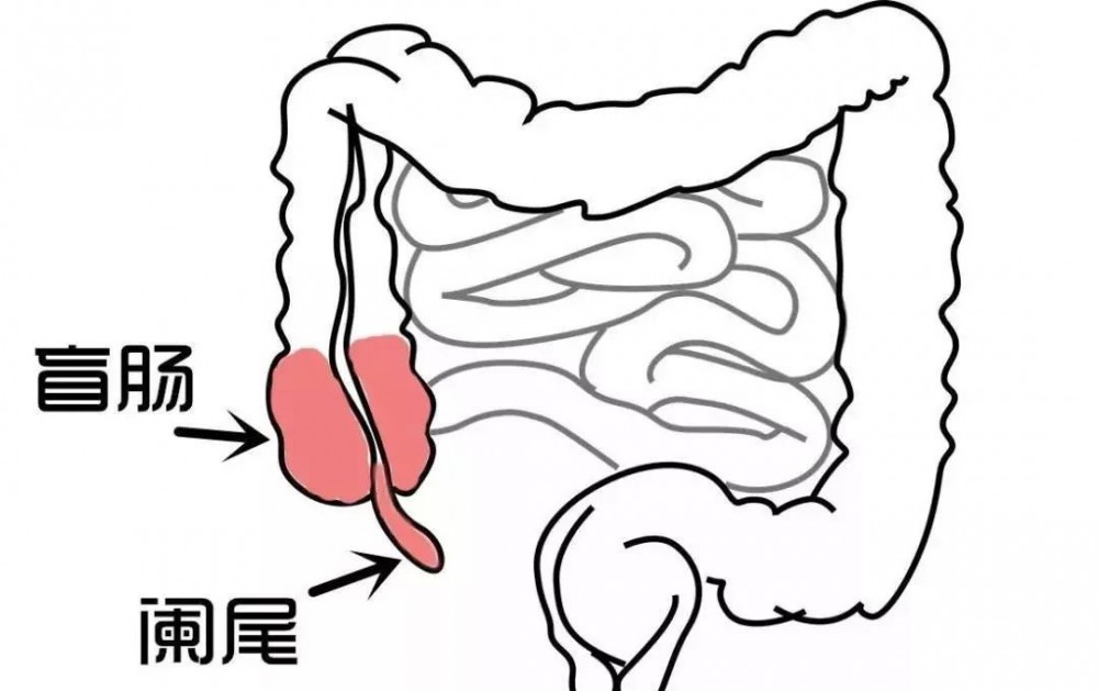 阑尾点(医学专业术语)
