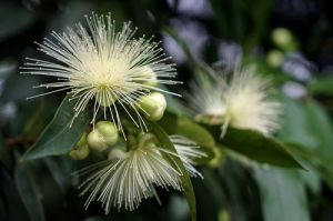 水晶蒲桃(桃金娘科蒲桃属植物)