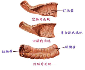 溃疡性结肠炎(炎症性肠病)