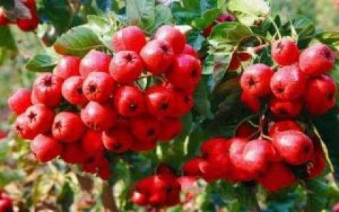 山里红(蔷薇科植物)