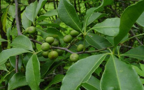 飞龙掌血(芸香科飞龙掌血属植物)