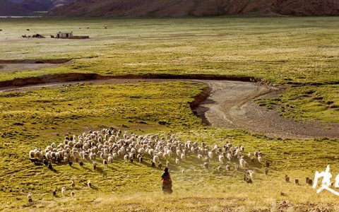 皮绳上的魂(2016年张扬执导的电影)