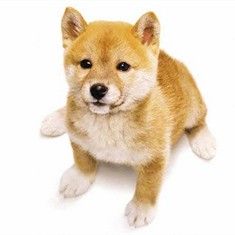 爱犬的奇迹(日本2007年猪股隆一执导的电影)